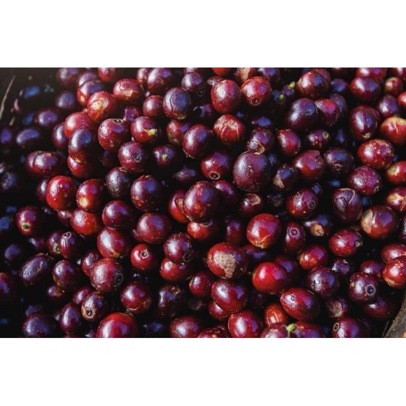 Mixed Fruit Coffee เมล็ดกาแฟกลิ่นหอมผลไม้สุกมาเต็มตระกร้า  หวานอมเปรี้ยว สดชื่นด้วยผลไม้รวม - รูปที่ 6