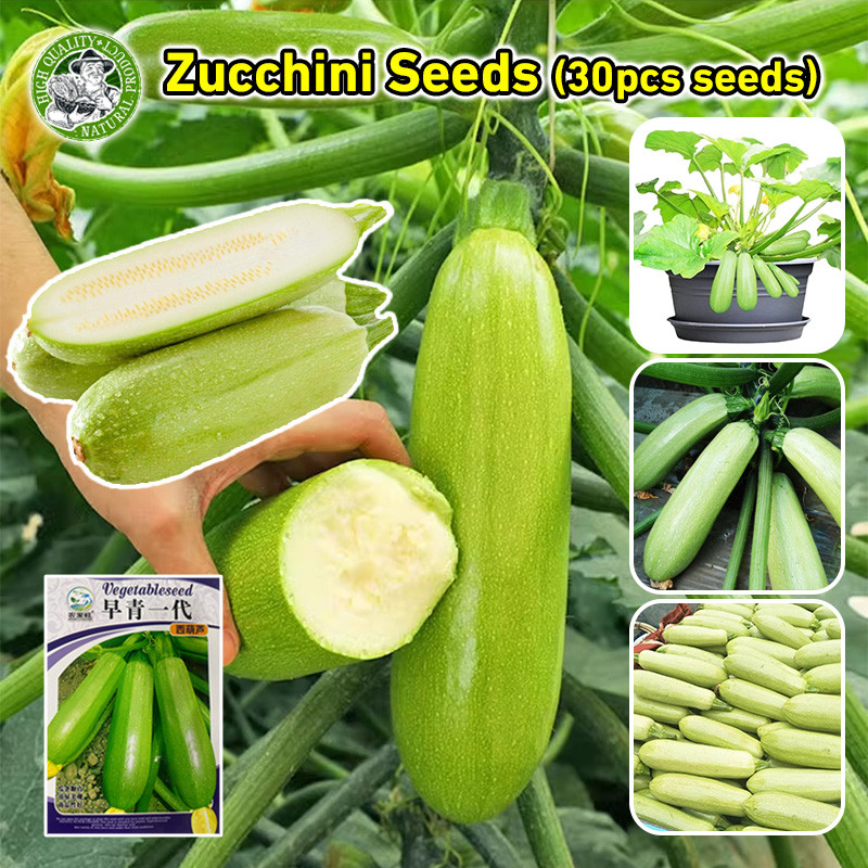 ปลูกง่าย เมล็ดพันธุ์ ซูกินี ประมาณ Zucchini Squash Seed Bottle Gourd Vegetable Seed เมล็ดซูกินี เมล็ดน้ำเต้า เมล็ดพันธุ์