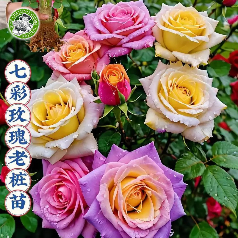 🌱ของแท้ 100% กุหลาบหลากสี เมล็ดดอกไม้ Rainbow Rose Seeds Colorful Rose Flower Seeds Fragrant Flowering Plants Seeds - รูปที่ 4