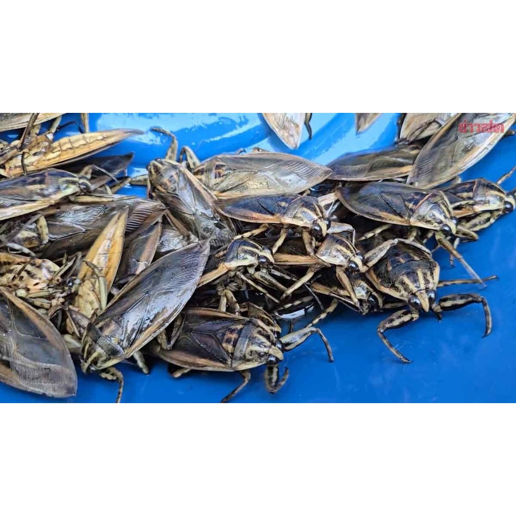 เสียงแมงดานา เสียงต่อแมงดา ยาว10ชม. แฟลชไดร์ฟ USB mp3 เสียงดังฟังชัด เปิดปุ๊บมาปั๊บ เสียงดังฟังชัด100% ได้วันละหลายโล - รูปที่ 6