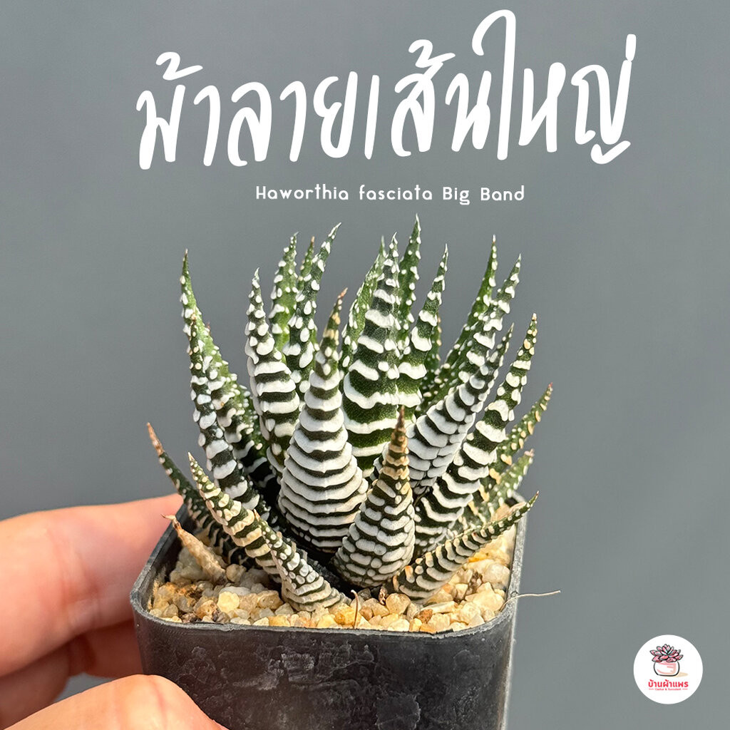 ม้าลายเส้นใหญ่ Haworthia fasciata Big Band ไม้อวบน้ำ กุหลาบหิน cactus&succulentหลากหลายสายพันธุ์