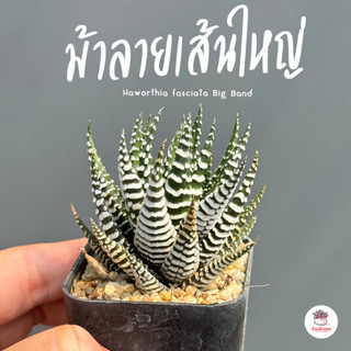 ม้าลายเส้นใหญ่ Haworthia fasciata Big Band ไม้อวบน้ำ กุหลาบห…