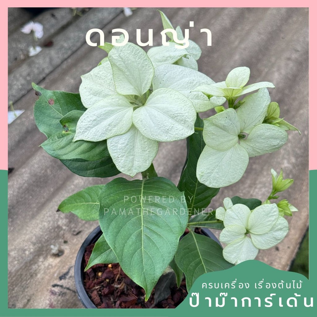 ดอนญ่า กระถาง 6 นิ้ว