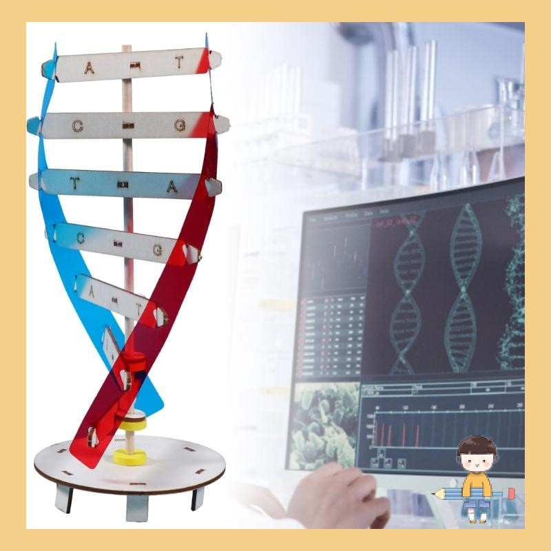 Stat DNA ชุด Double Helix โครงสร้าง DNA รุ่น Biological วิทยาศาสตร์ช่วยสอน Early Education ของเล่นสํ