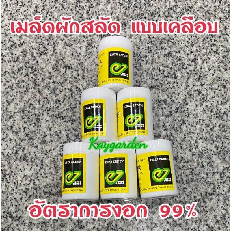เมล็ดพันธุ์ผักสลัด แบบเมล็ดเคลือบ ENZA ZADEN อัตราการงอก 99% แบ่งบรรจุ 100 เมล็ด