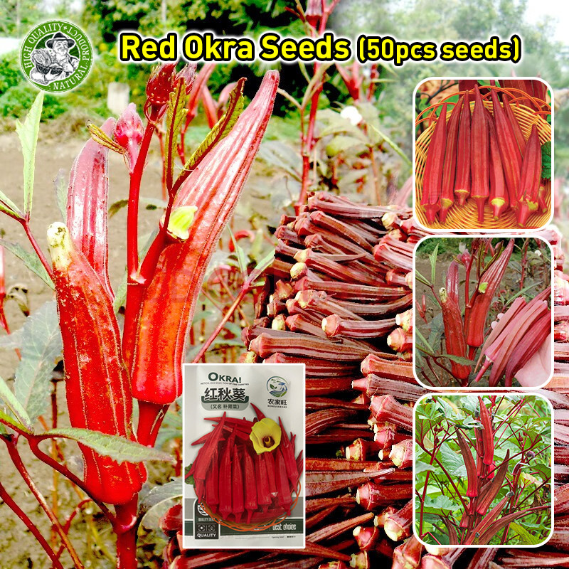 เมล็ดสด 100% Red Okra Seeds กระเจี๊ยบฝักสีแดงงง!! เมล็ดพันธุ์ กระเจี๊ยบมอญ Red Burgundy Okra Seed Or