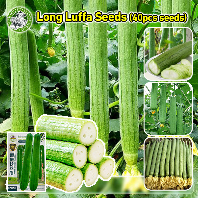 🌱เมล็ดพันธุ์ใยบวบยาว Long Luffa Seed Organic Vegetable Seeds เมล็ดใยบวบยาว บวบหอมยาว เมล็ดพันธุ์ OP แท้ ผักออร์แกนิก