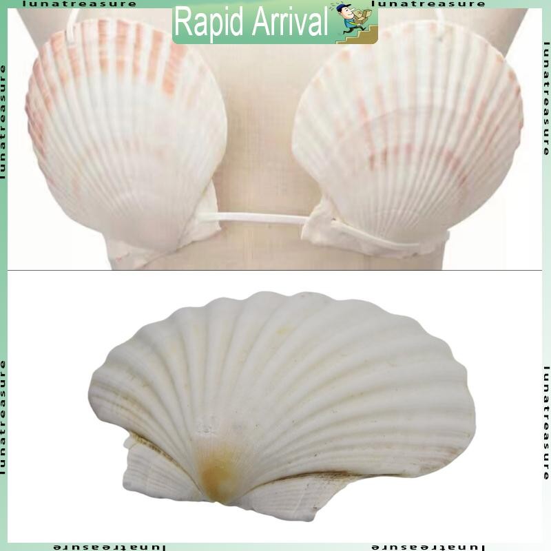Lun เปลือกหอยเชลล์สีขาวขนาดใหญ่สําหรับตกแต่งศิลปะผู้ที่ชื่นชอบงานฝีมือจิตรกรรม