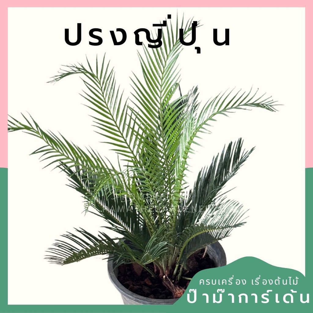 มุมมอง 2