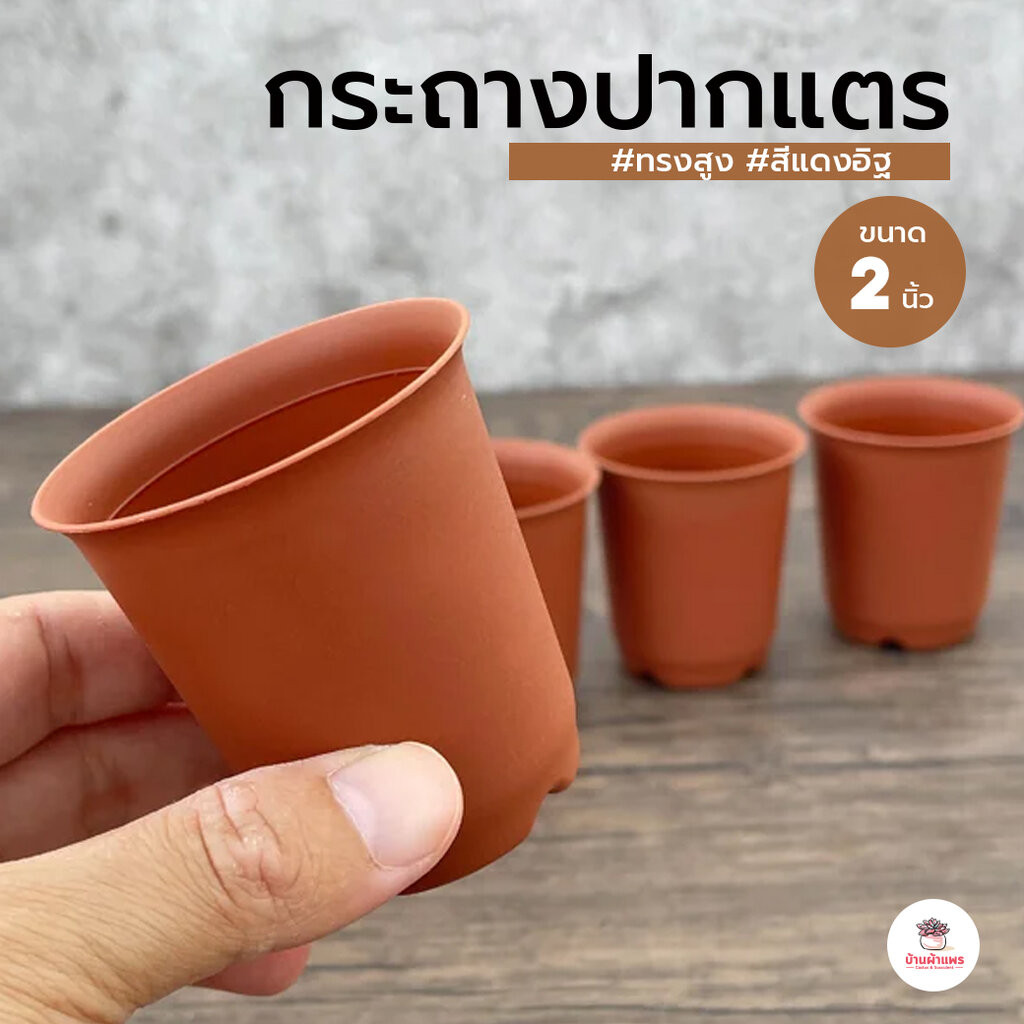 กระถางปากแตรทรงสูง 2 นิ้ว #สีแดงอิฐ กระถางพลาสติก แคคตัส กระบองเพชร ไม้อวบน้ำ Cactus&Succulent