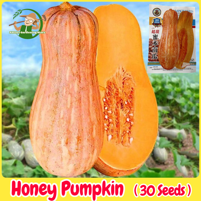 เมล็ดพันธุ์ ฟักทองน้ำผึ้ง เมล็ดฟักทองฮันนี่ บัตเตอร์นัท บรรจุ 30 เมล็ด Honey Pumpkin Seeds Organic Vegetable Seeds