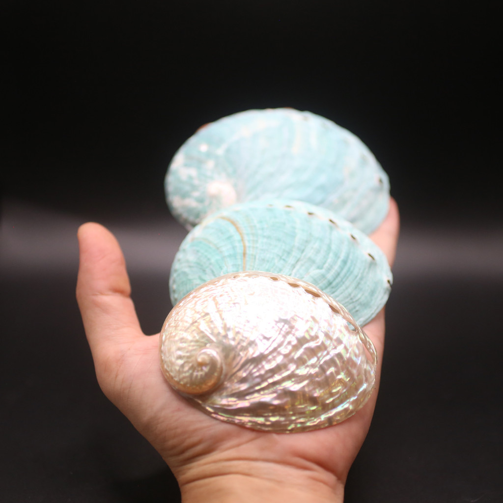 Tiger Abalone Shell - BATLOVENATURAL - เปลือกหอยทากตกแต่งหลายขนาด - เปลือกหอยทากที่สวยงาม - รูปที่ 3