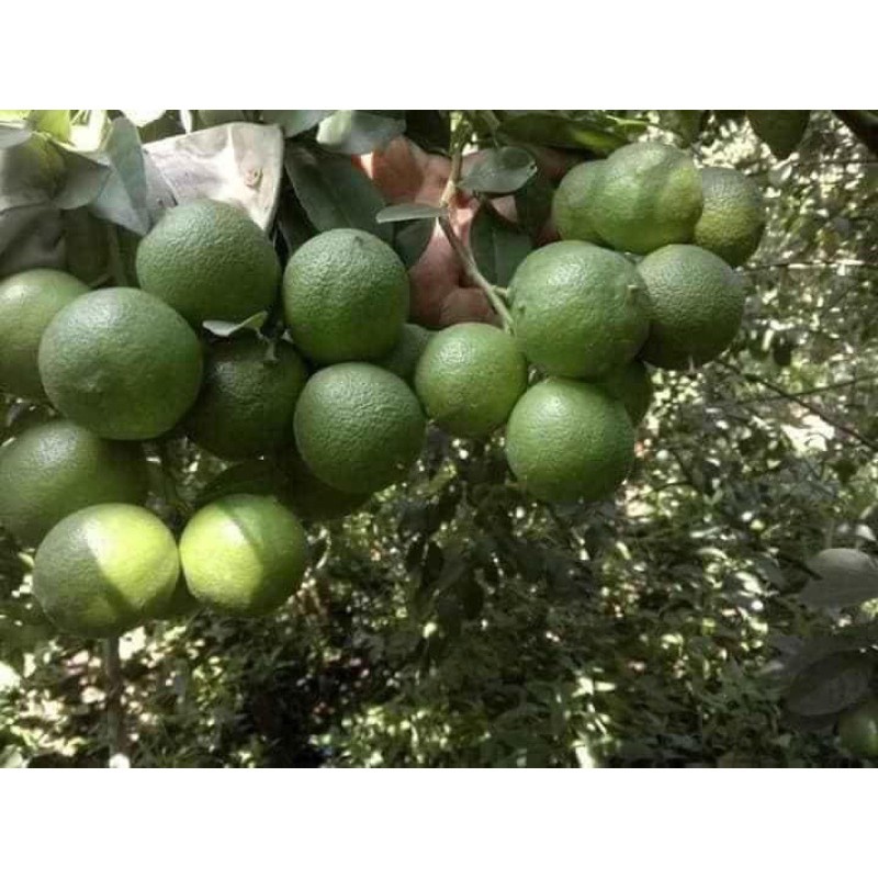 FOUR PRECIOUS LEMON TREE ดูแลง่าย