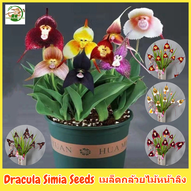 เมล็ดพันธุ์ เมล็ดกล้วยไม้หน้าลิง บอนสี บรรจุ 50เมล็ด Dracula Simia Seeds Orchid Flower Seeds for Pla