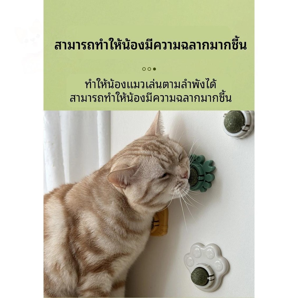ลูกบอลมื้นท์ทรงกลมติดกำแพงสำหรับน้องแมว รักษาสูขภาพช่องปาก catmip ball wall sucker cat toys PetyPet P34 - รูปที่ 6