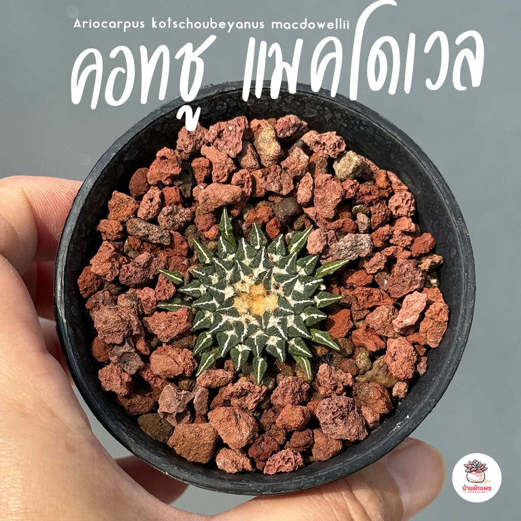 คอทชู แมคโดเวล Ariocarpus kotschoubeyanus macdowellii แคคตัส กระบองเพชร cactus&succulent