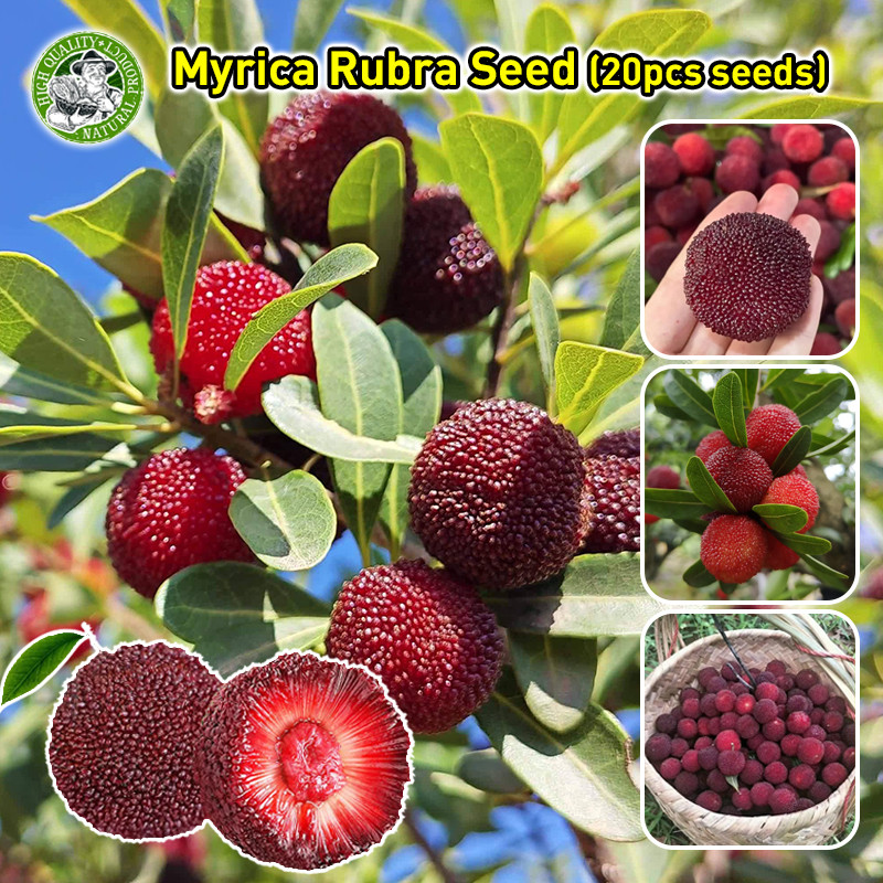 ยัมเบอร์รี่ เมล็ดพันธุ์ผลไม้ Dwarf Myrica Rubra Seed Sweet Fruit Seed Yumberry Fruits Plant เรด เบย์เบอร์รี่ เมล็ดพันธุ์