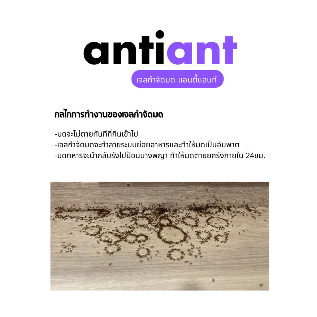 เจลกำจัดมด antiant แอนตี้แอนท์ [Antiant Thailand] ของแท้จากไทย thumbnail 6