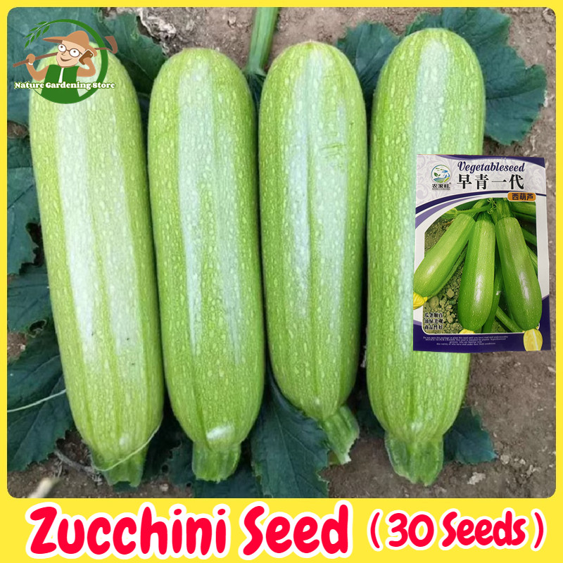 เมล็ดพันธุ์ ซูกินี ประมาณ 30เมล็ด Zucchini Squash Seeds Bottle Gourd Vegetable Seeds for Planting