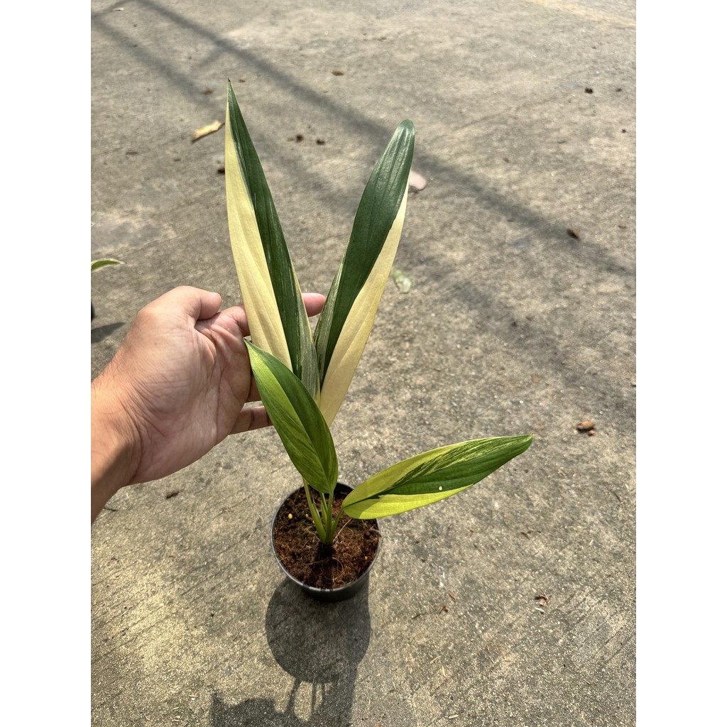 มุมมอง 4