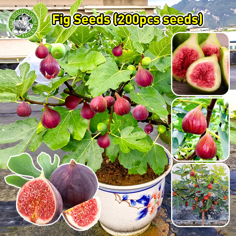 🌱Fig Tree Seed เมล็ดมะเดื่อฝรั่ง Figs สายพันธุ์ ของแท้ 100% มะเดื่อฝรั่ง หรือ ลูกฟิก Fig Seeds เมล็ด