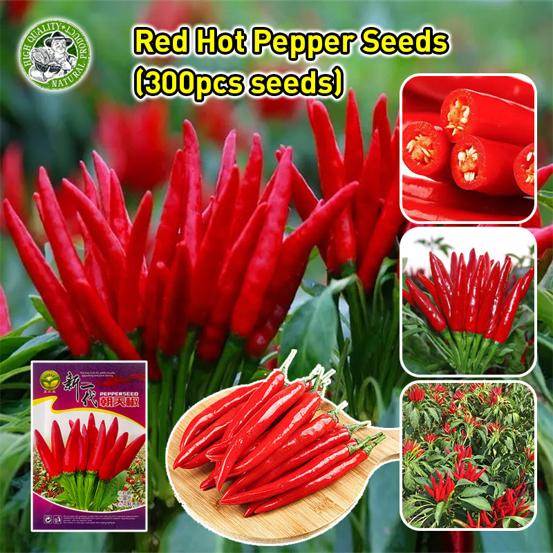 ของแท้ 100% เมล็ดพันธุ์ พริกจินดาแดง High Yield Super Spicy Red Hot Chili Seeds Hot Pepper Seeds Bonsai Vegetable Seeds