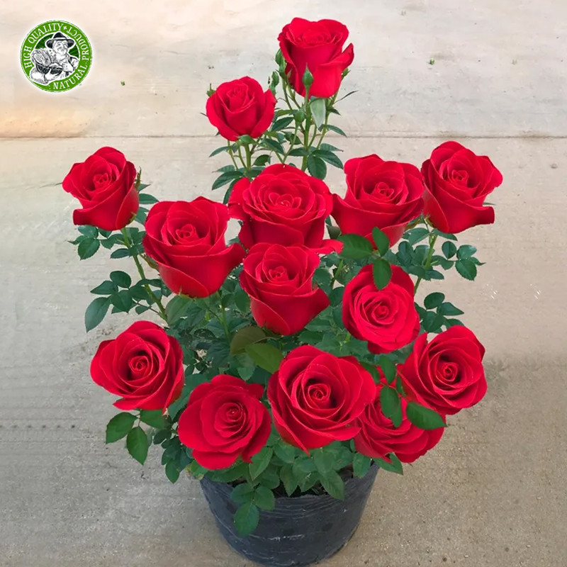 🌱ของแท้ 100% กุหลาบหลากสี เมล็ดดอกไม้ Rainbow Rose Seeds Colorful Rose Flower Seeds Fragrant Flowering Plants Seeds - รูปที่ 5