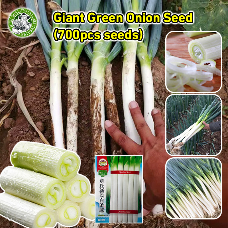 เมล็ดพันธุ์ ต้นหอมญี่ปุ่น Long White Bunching Onion Seed Giant Onion Leeks Organic Vegetable Seeds เมล็ดพันธุ์แท้