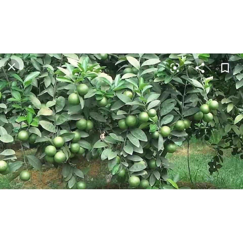 Minshop-FOUR PRECIOUS LEMON TREE