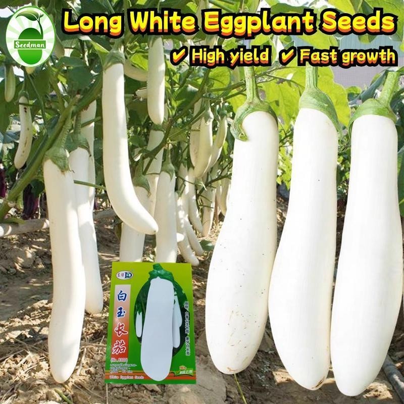 มะเขือยาวขาว (100 เมล็ด/ซอง) White Long Eggplant Seeds Organic White Eggplant Vegetables Seeds Bonsa
