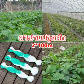 ตาข่ายปลูกผัก 2*100m ตะข่ายไนลอน ค้างแตง, ค้างถั่ว, บวบ, เสาวรส หรือไม้เลื้อยอื่นๆ