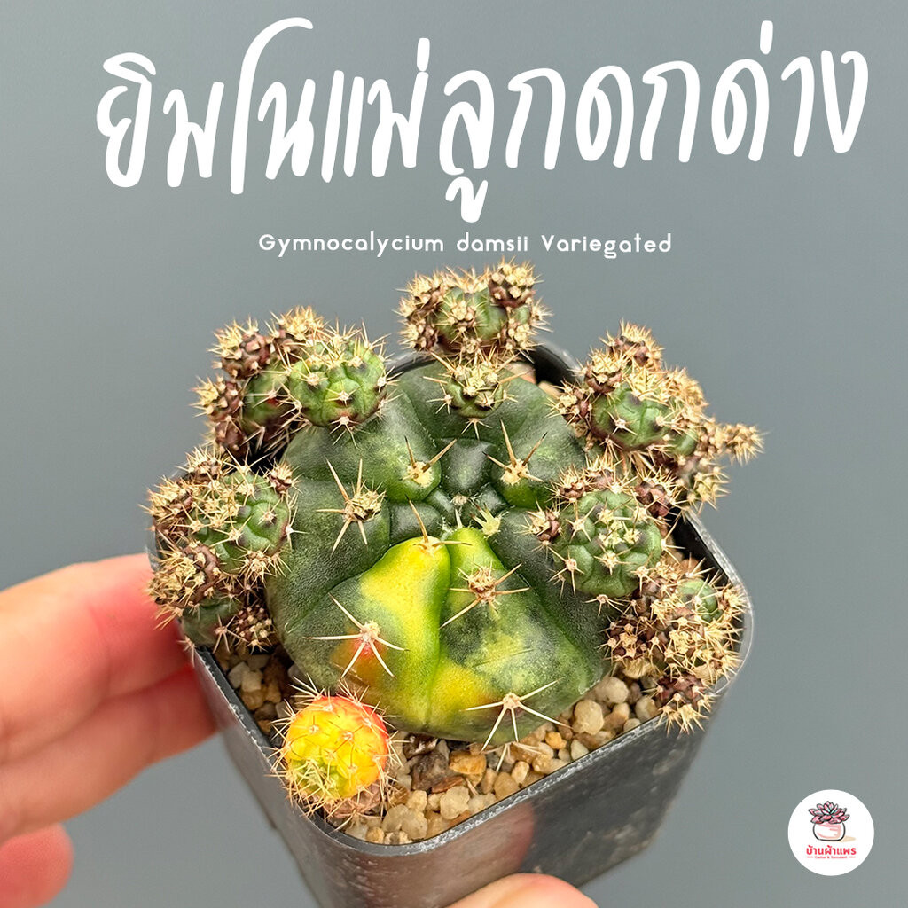 ยิมโนแม่ลูกดกด่าง Gymnocalycium damsii Variegated แคคตัส กระบองเพชร cactus&succulent