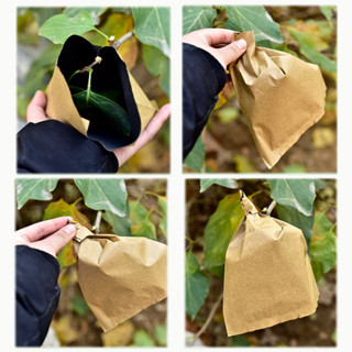 RABBITMALL (400ใบ )ถุงห่อผลไม้ กระดาษห่อฝรั่ง ขนาด20X30 มีปร…