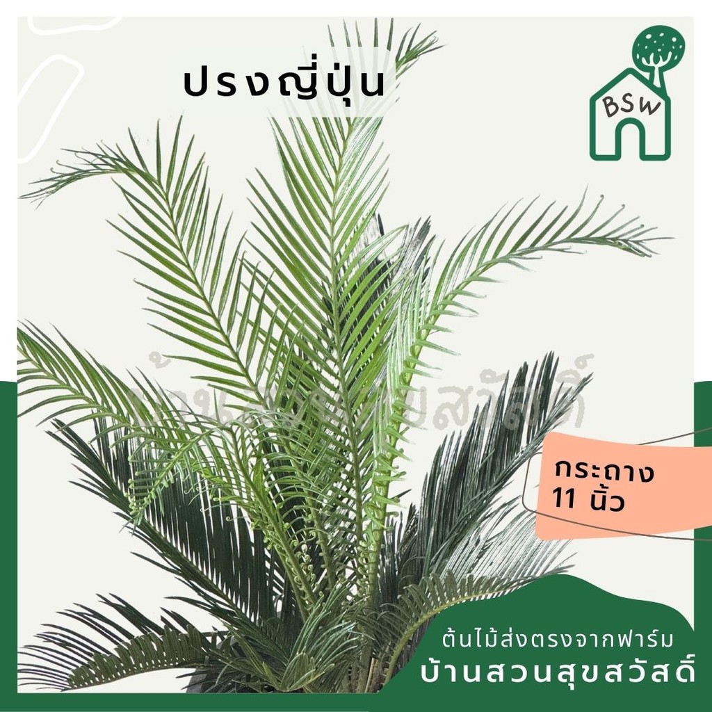 ปรงญี่ปุ่น กระถาง 11 นิ้ว ฟอร์มแน่นพุ่มสวย