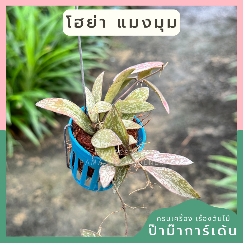 โฮย่า แมลงปอ Hoya Sigillatis กระถางสี 1 นิ้ว พร้อมลวดแขวน