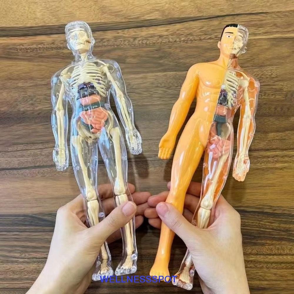 Wellnessspot 3d ลําตัวมนุษย์รุ่น,พลาสติกโปร่งใสวิทยาศาสตร์ความรู้ความเข้าใจปริศนาของเล่น,ก่อสร้างการศึกษาของเล่น DIY หุ่นเด็กโครงกระดูกรุ่นของเล่นเด็ก