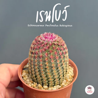 เรนโบว์ Echinocereus Pectinatus Rubispinus แคคตัส กระบองเพชร cactus&succulent