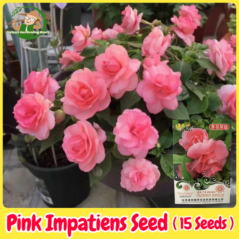 เมล็ดพันธุ์ ดอกเทียนฝรั่ง ดอกสีชมพู บรรจุ 15 เมล็ด Pink Impatiens Flower Seeds for Planting ดอกเทียน