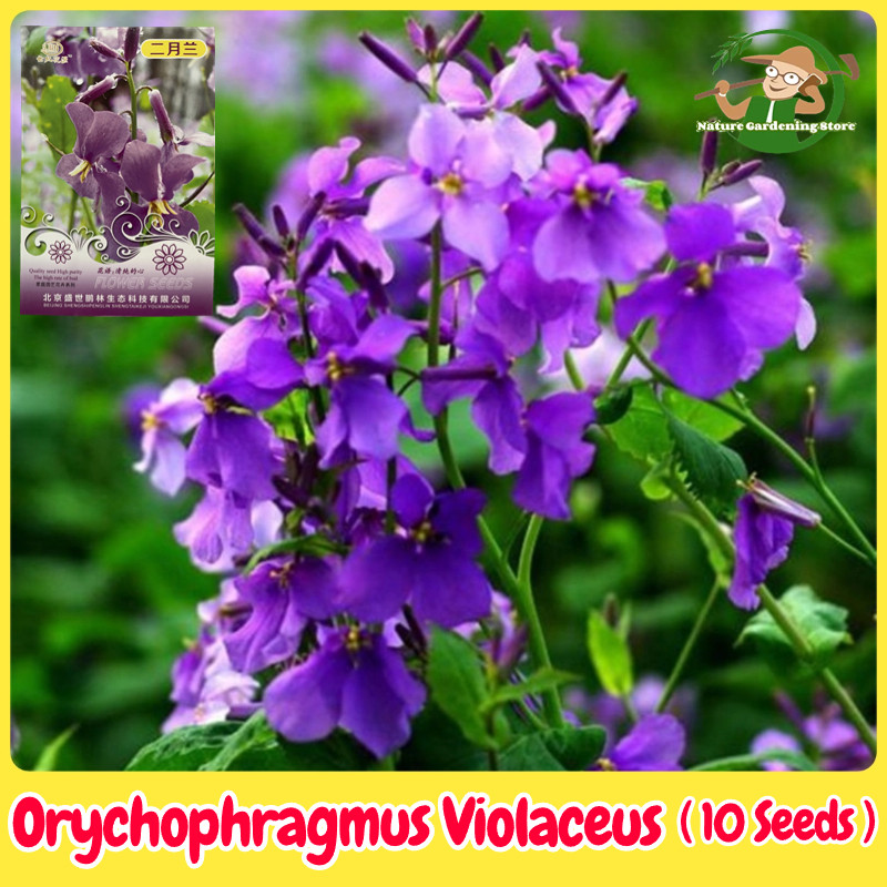 เมล็ดพันธุ์ บอนสี Orychophragmus Violaceus Seed Purple Orchids Flower Seeds บรรจุ 10 เมล็ด