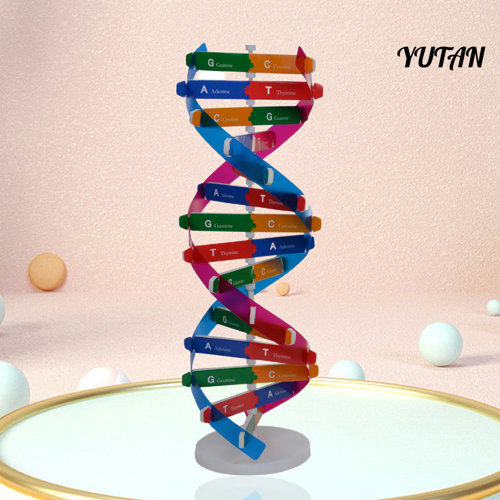 [YTN]โมเดล Dna โครงสร้างเกลียวคู่ของเล่นการสอน ABS Double Helix DIY Genes สําหรับวิทยาศาสตร์ชีวภาพ