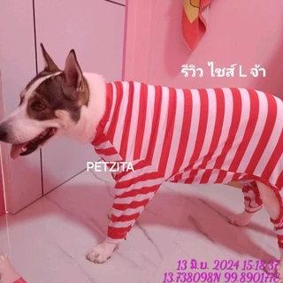 🇹🇭พร้อมส่ง🇹🇭 🐕 💥(ลิ้งค์ที่3) BIG SIZE ชุดสี่ขา ชุดกันขนร่วง สุนัขพันธุ์ใหญ่ หมาใหญ่ เสื้อหมา โกลเด้น ลาบาดอร์ ไซบีเรี...