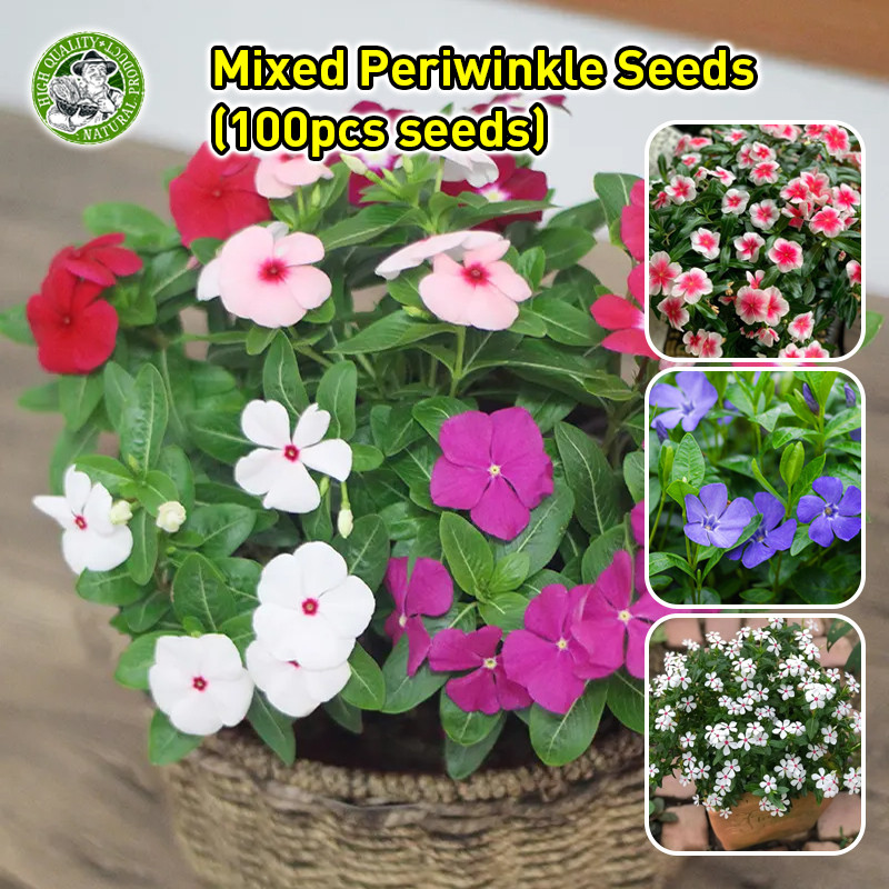 งอกง่าย🌱เมล็ดพันธุ์ แพงพวย Mixed Periwinkle Seeds Vinca Flower Seeds Flowering Plants Seeds หอยขม แพงพวยคละสี ดอกแพงพวย