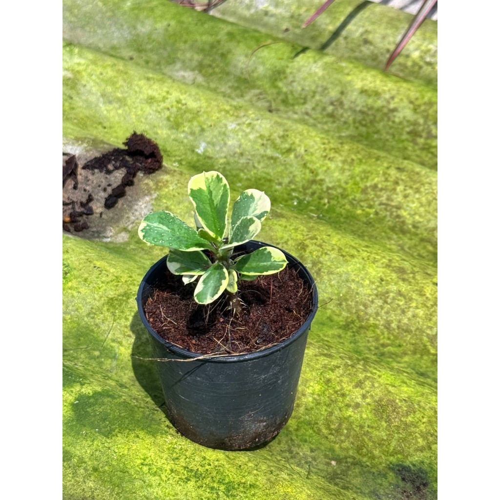 มุมมอง 2