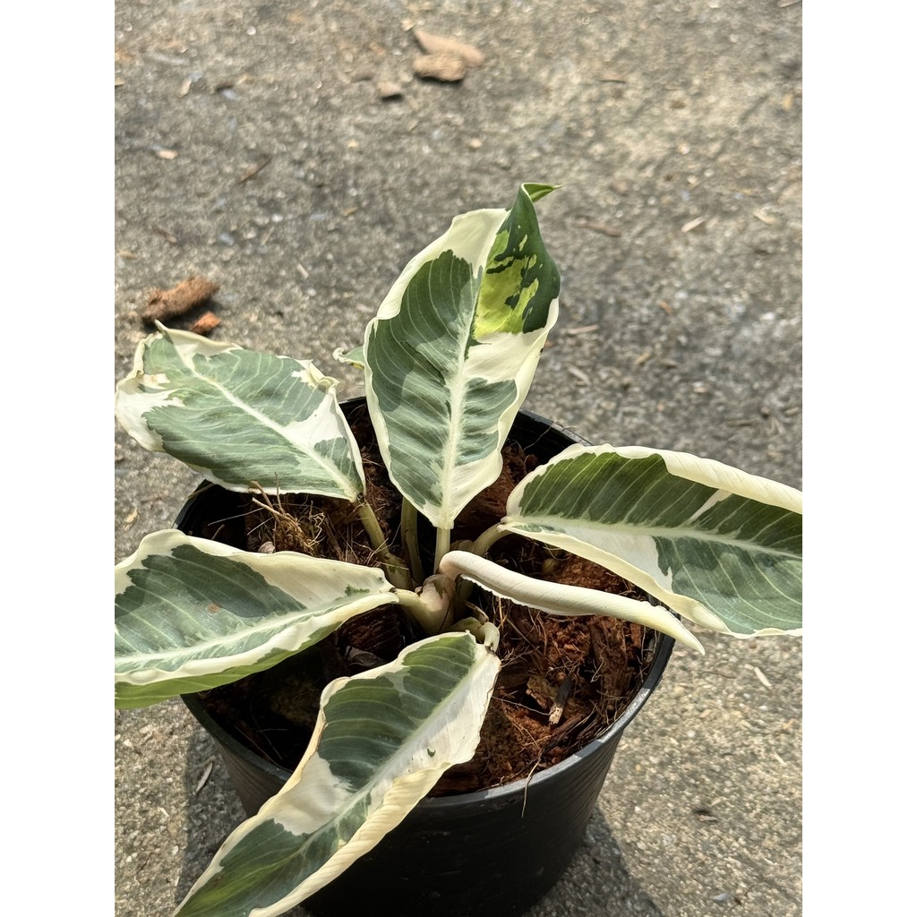 มุมมอง 2