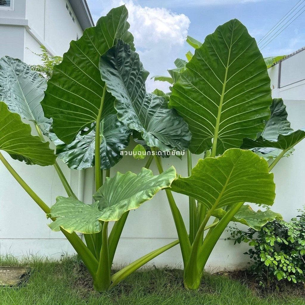 บอนกระดาด, บอนยักษ์, ต้นบอน, ไม้ฟอกอากาศ , Alocasia Borneo Giant