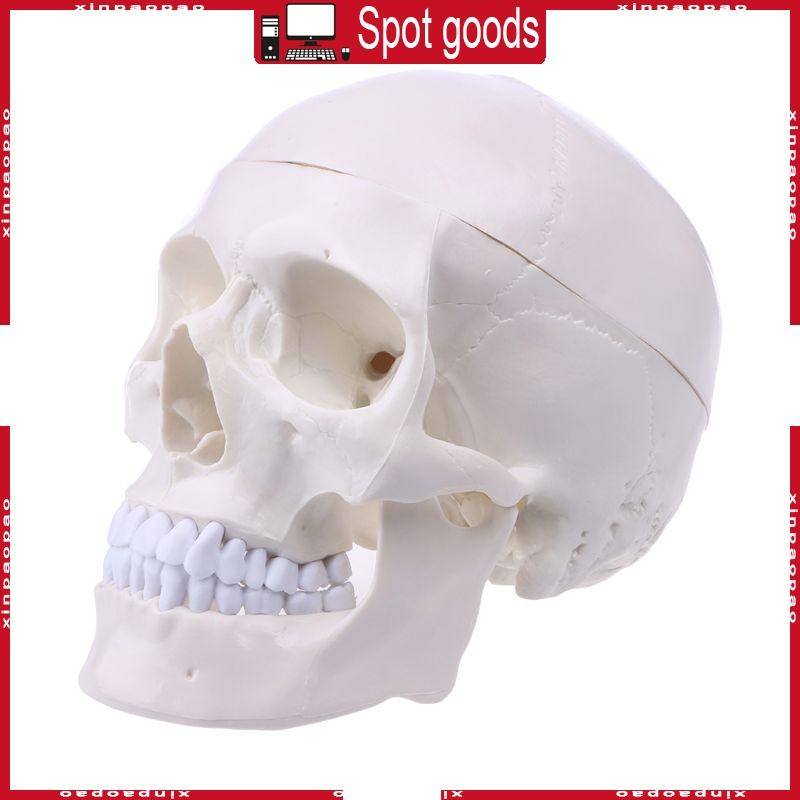Xi Human Anatomy Anatomy สําหรับหัวโครงกระดูก Skull การสอนรุ่นอุปกรณ์การเรียน