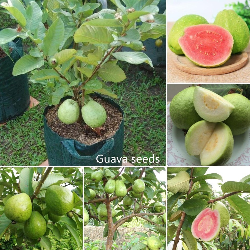เมล็ดพันธุ์ ฝรั่ง เมล็ดฝรั่ง บรรจุ 100 เมล็ด (Guava Seeds) Bonsai Guava Tree Fruit Seeds บอนสี เมล็ด
