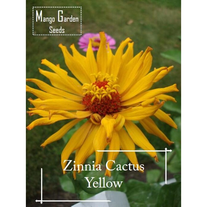 Yellow Cactus Cut Flower Zinnia Seeds - 100 เมล็ด *กระถางที่เป็นมิตร* Tanam Pasu, Benih Bunga Zinnia