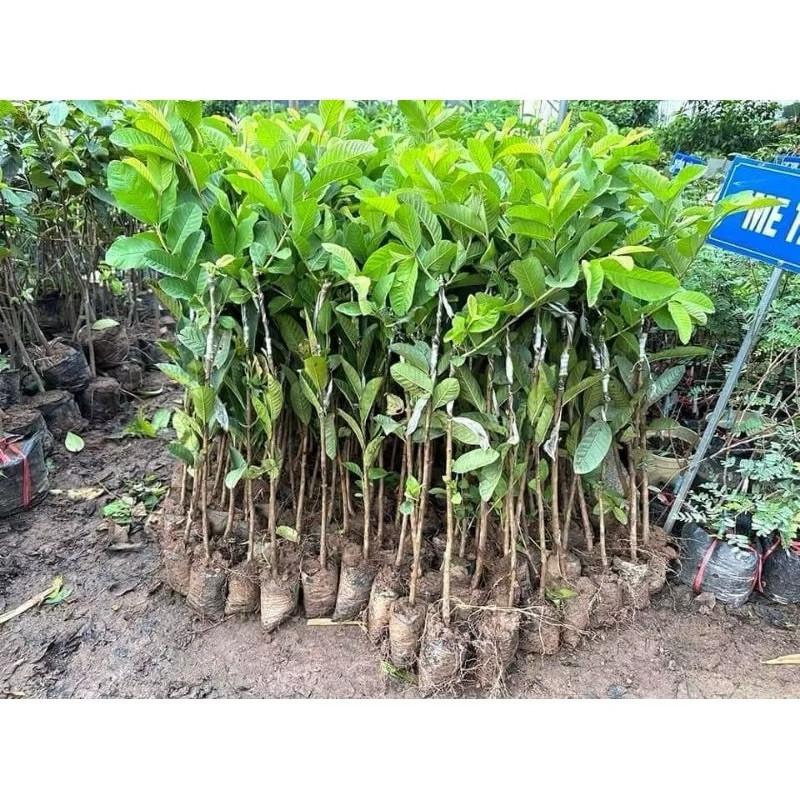 บัวหิน-MInshop - PEACH GUAVA SEEDS ทับทิมเนื้อแดง (พันธุ์ใหม่)