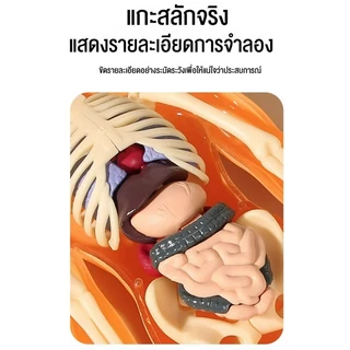 Human Body Model โมเดลร่างกายมนุษย์ 28ซม. ชิ้นส่วนสามารถถอดได้ ของเล่นเพื่อการศึกษา